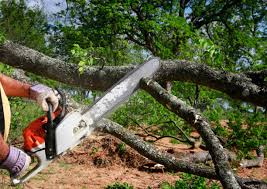 Professional  Tree Services in Leavittsburg, OH