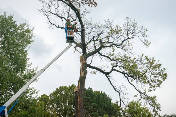 How Our Tree Care Process Works  in  Leavittsburg, OH