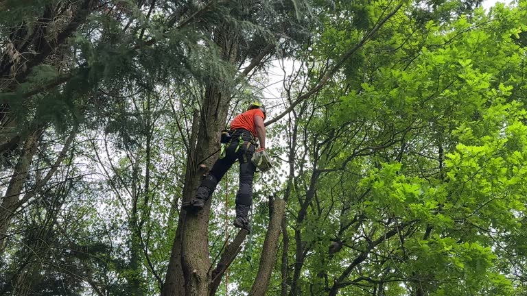 Best Tree Cabling and Bracing  in Leavittsburg, OH