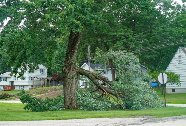 Best Tree Risk Assessment  in Leavittsburg, OH